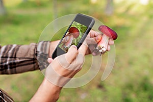 hands using smartphone app to identify mushroom