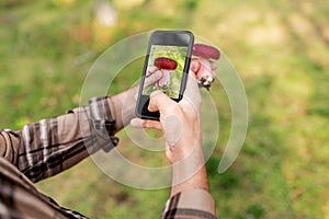 hands using smartphone app to identify mushroom