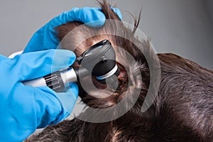 Hands of vet examining ear of dog with otoscope