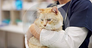 Hands, vet and woman pet cat for care, play and touch in healthcare clinic. Veterinary, cute kitty and closeup of
