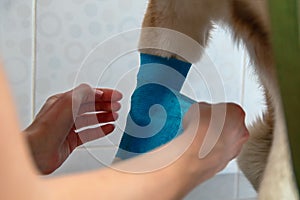 Hands of a veterinarian bandage the paw dog. Concept veterinary care for pets. Care, help and wooing.