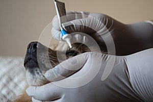 Hands of a veterinarian dressed in rubber gloves with a tube of medicinal ointment