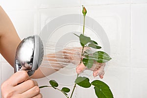 Hands washing rose in the bathrooom