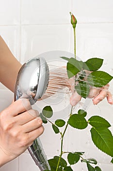 Hands washing rose in the bathrooom, closeup