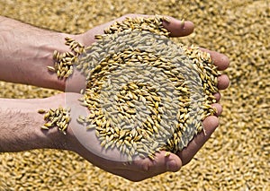 Hands with wheat