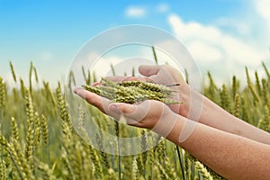 Hands with wheat ears