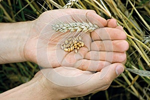 Hands with wheat grains
