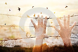 Hands of wire prison with bird flying on sunset sky background