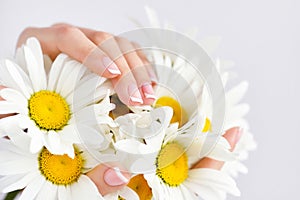 Hands of a woman with beautiful french manicure and white daisy