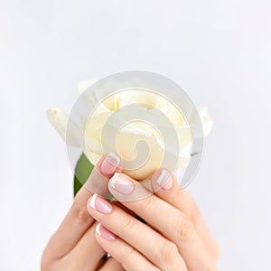 Hands of a woman with beautiful french manicure and white rose