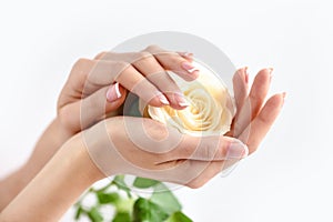 Hands of a woman with beautiful french manicure and a white rose