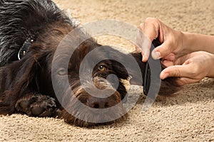 Hands of woman combing fur of dog