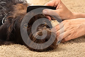 Hands of woman combing hair of dog