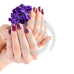 Hands of a woman with dark manicure on nails and bouquet of violets on a white background