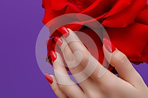 Hands of a woman with dark red manicure with red rose. Beauty delicate hands with manicure holding flower
