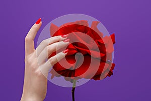 Hands of a woman with dark red manicure with red rose. Beauty delicate hands with manicure holding flower