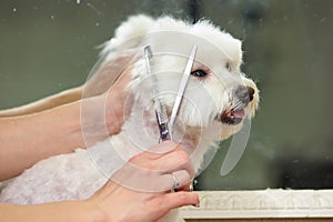 Hands of woman, dog grooming.