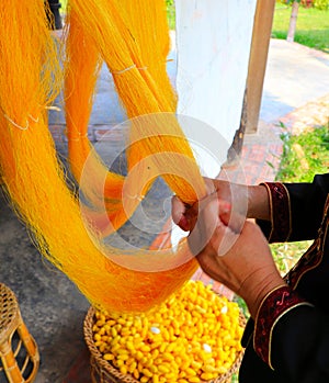 Hands of a woman drying yellow silk yarns after degumming from silk cocoon