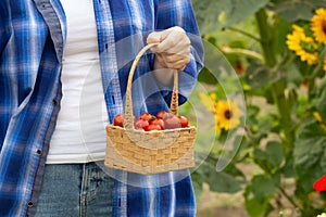 Hands of woman farmer holding a basket with cherry tomatoes