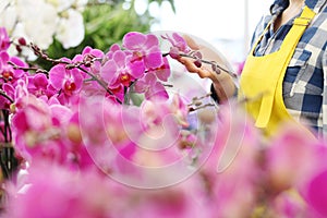 Hands woman in garden of flowers, touches an orchid, close up image with copy space