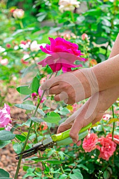 Hands of a woman gardener cuts fresh red roses