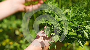 Hands Woman gather green fresh parsley. Petroselinum crispum.