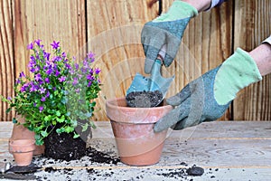 Hands of a woman  holding a shovel full of dirt and  plant with its clod for potting