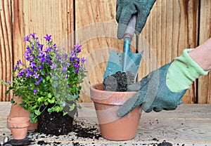 Hands of a woman  holding a shovel full of dirt and  plant for potting