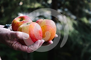 Hands of woman holding three red apples