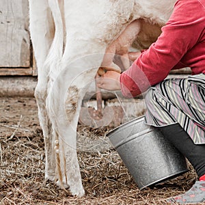 Hands of a woman milks a cow in a Siberian village, Russia