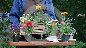 Hands of woman planting beautiful flowers at the garden or backyard