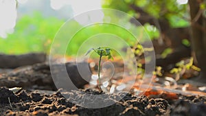 Hands of woman planting the seeds on earth ground and watered with nature ambient sound