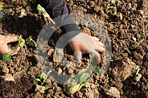 Hands of a woman planting vegetable in garden, Movement of hand planting