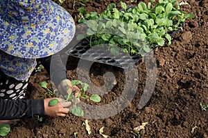 Hands of a woman planting vegetable in garden, Movement of hand planting