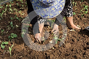 Hands of a woman planting vegetable in garden, Movement of hand planting