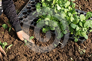 Hands of a woman planting vegetable in garden, Movement of hand planting