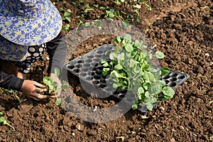 Hands of a woman planting vegetable in garden, Movement of hand planting