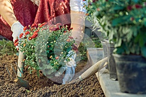 Hands of a woman in protective gloves planting a bush of a red chrysanthemum to the earth in the garden