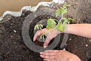 Hands of the woman put tomato seedling in hothouse soil