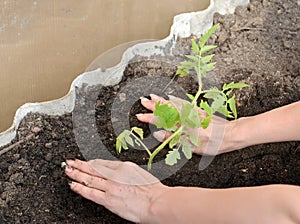 Hands of the woman put tomato seedling in hothouse soil