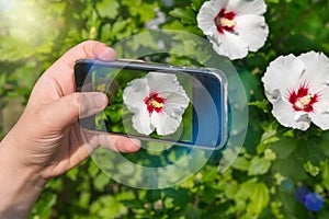 Hands of woman taking pictures of flowers with mobile phone. photography for instagram