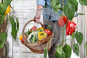 Hands woman in vegetable garden with wicker basket picking colored red sweet peppers from lush green plants, growth and harvest