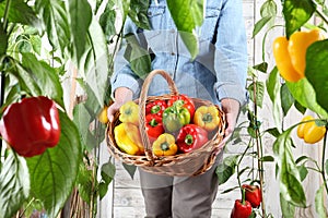 Hands woman in vegetable garden with wicker basket picking colored sweet peppers from lush green plants, growth and harvest
