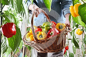 Hands woman in vegetable garden with wicker basket picking colored sweet peppers from lush green plants, growth and harvest