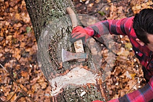 Hands of a woodsman with an axe against the tree