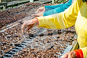 Hands of worker planting the seeds of fast growing species at the nursery of forestry company