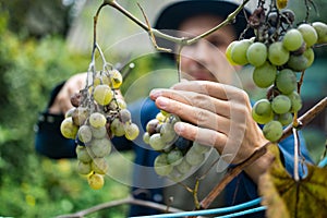 Hands of workers cutting white grapes from vines while harvesting wine in an Italian vineyard.