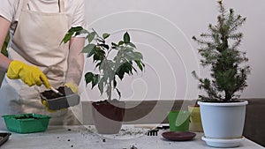 Hands in yellow holding soil in a plastic container pour soil into a brown pot with a flower. Transplanting houseplants