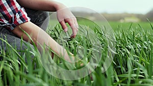 Hands of a young farmer touching a young green plants of wheat, agronomist checks leaves