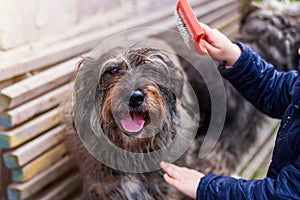 Hands of a young girl combing the dog. Care for long fur animals. Combs for pets. Love, caring, puppies adoption concept
